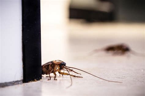 How cockroaches could save lives .